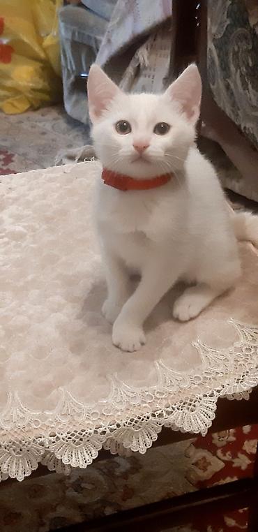 ağ baliq: Məhsul: Pişik üçün taxta ev və aksesuar dəsti Təsvir: - Rahat, qapalı — 1