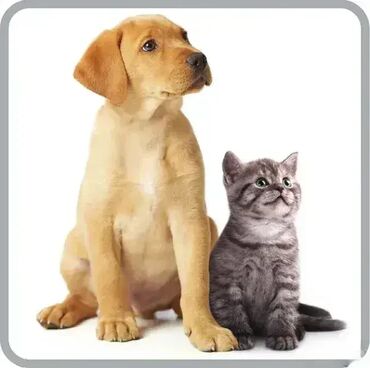 Klasični usisivači: Tehničke Karakteristike Snaga : 750Nivo buke : 75Hepa kesa  — 14