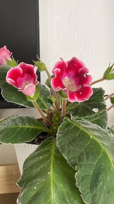 Фиалки и глоксинии: Глоксиния (Sinningia speciosa) в пластиковом кашпо - Сорт с крупными — 10