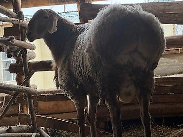 Баран, овца: Продаю | Овца (самка) | Для разведения | Племенные — 14