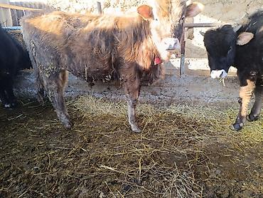 Коровы, быки: Продаю | Бык (самец) | На откорм | Привязанные — 7