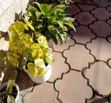 Комнатные растения: Домашние цветы. Для дома, для души, красоты и декора. Есть большие до