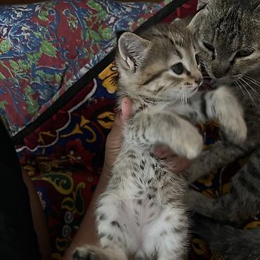 куплю сиамского котенка: Котёнок серо-полосатый с мамой (тигровый окрас) с белой грудкой и — 4