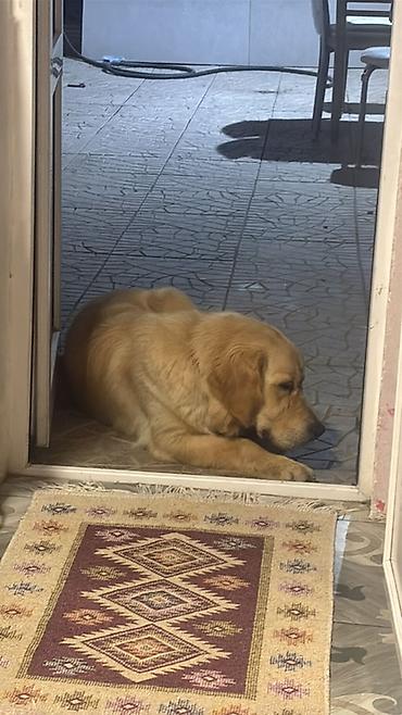 goldun: Retriever, 2 il, Erkək, Peyvəndli — 2