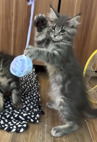 каракол котята: Котята МейнКун от здоровых родителей! Активные, социальные, ласковые