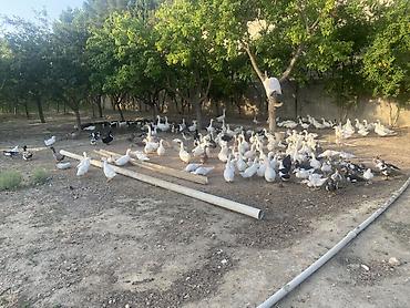 evdə ilbiz: Şəkillərdə müxtəlif növ ev quşları görünür: əsasən ağ qazlar, ördəklər — 3