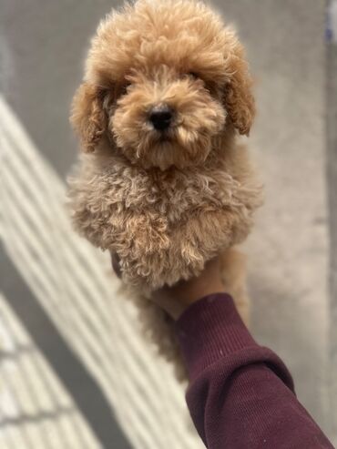 İtlər: Pudel, 2 ay, Erkek, Peyvəndli, Pulsuz çatdırılma — 3