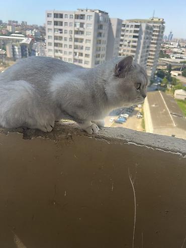 bengal pisik: Erkək, Yaxşı əllərə, Ünvandan götürmə — 1