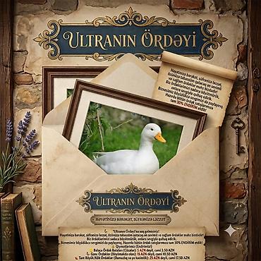 qaz ve ordek satisi: "Ultranın Ördəyi"nə xoş gəlmisiniz! 🦆✨ Həyətinizə bərəkət, süfrənizə — 1
