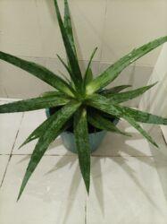 Digər bitkilər: Aloe vera — 5