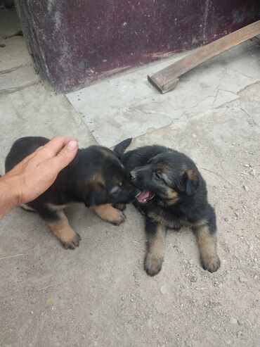 хмонг собака купить москва: Продаются щенята мальчик,девочка, немецкой овчарки!