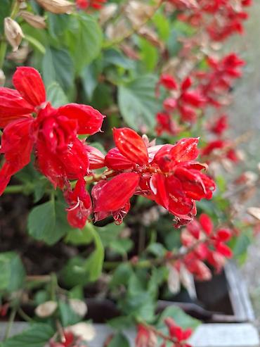 Флокс: Сальвия (Salvia splendens) красноцветковая — декоративное однолетнее — 1