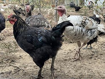 Продам с/х животных: Продаю | Куры | Для разведения — 3
