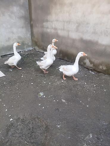 hind quwu: Məhsul: Qaz və hind toyuqları (qarışıq sürü) Təsvir: - Ağ qazlar — 1