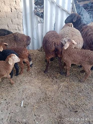 Баран, овца: Продаю | Баран (самец) | Для разведения | Матка — 1