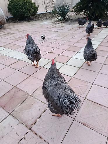 Xoruzlar: Barred rok yumrtasi satilir — 6