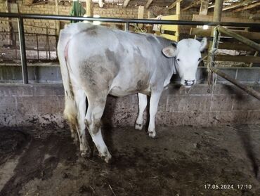 быки кант: Продаю | Корова (самка), Тёлка, Музоо, торпок | На откорм, На забой, Для разведения