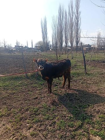 Коровы, быки: Продаю | Бык (самец) | На откорм | Привязанные — 13