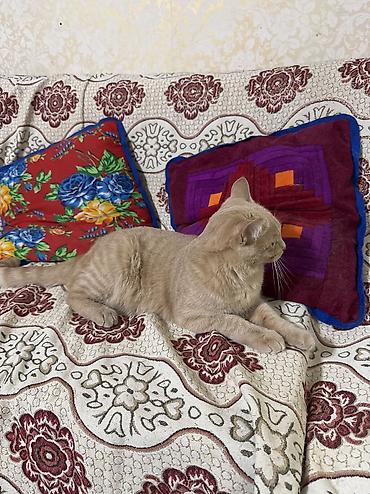 Отдам даром кошку: Кошка даром: Скотиш Страйт (Шотландская прямоухая), 10 месяцев, Мальчик — 7