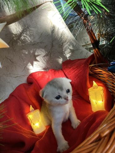 Pişiklər: Britan, Erkək, Dişi — 12