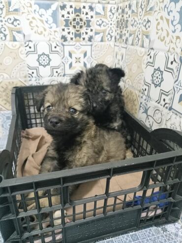 продам щенков таксы: По просьбе ⬇️ ⬇️ ⬇️ Щенки нуждаются в теплых маминых (или папиных)