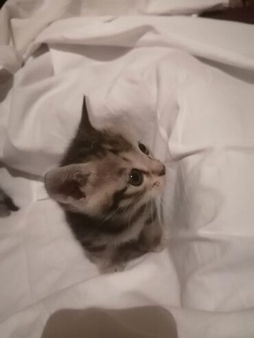 кролик рекс: Кошка даром: Беспородная, 1 месяц, Девочка