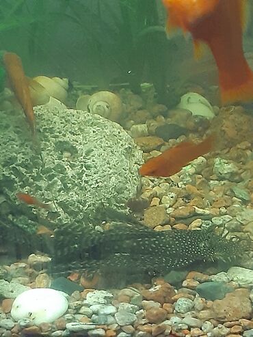 купить аквариум в бишкеке: Анцитрус, вуалевый самец 15см, около трех лет, продаю также меченосцев