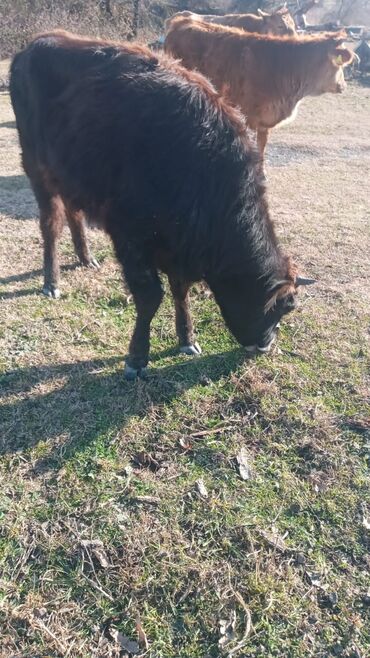 Dana, buzov: Dana, buzov, Dişi, ay: 12, Damazlıq, Ünvandan götürmə — 8