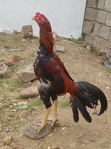 heyvan bazari: Xoruz, Brazil, il: 1, Ünvandan götürmə — 9