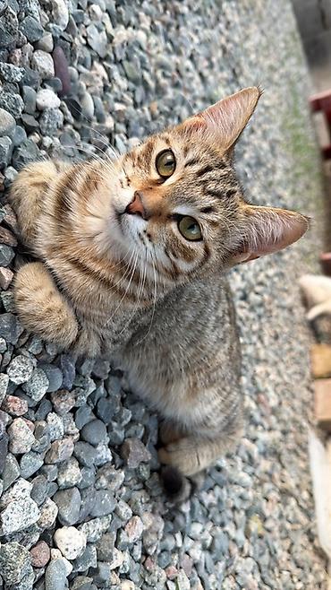 коричневый кот: Кошка даром: Беспородная, 4 месяца, Девочка — 4