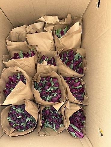 Букеты из живых цветов: Премиальные импортные тюльпаны Привозные тюльпаны лучшего качества — 9