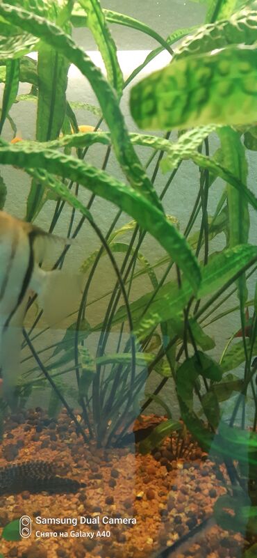 Akvariumlar: Akvarium ucun tebii otlar.1 kökü 7 azn. Catdirilma Nerimanov metrosu
