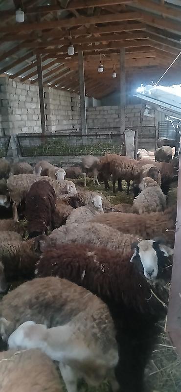 Рогатый скот: Salam 26 36 araliqi quzulardi satilir kom sekilde 0555988583 etrafli — 3