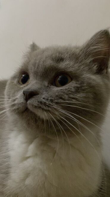 британский вислоухий кот: Британская короткошерстная девочка 8 месяцев чистокровная