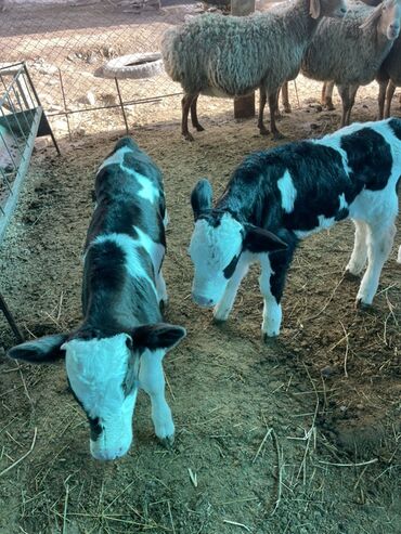 Коровы, быки: Продаю | Музоо, торпок | Полукровка | На откорм — 9