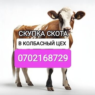 скупка мёда: Куплю | Коровы, быки, Лошади, кони, Другие с/х животные | Круглосуточно, Любое состояние, Забитый