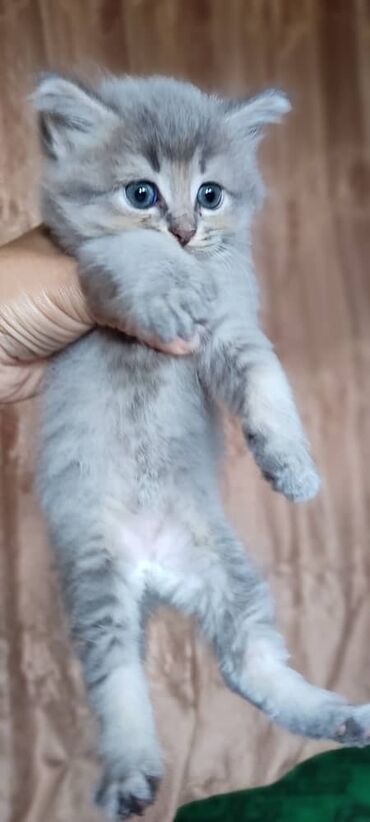 бенгальский леопардовый кот: Продаются котята 1.5 месяца.вот такие маленькие комочки счастья