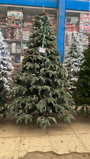 Süni güllər: YENI IL YOLKALARI HƏR ÇÜR ÇEŞİDLƏR VAR kreditle tək şəxsiyyət