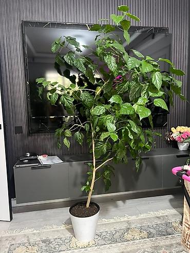 Монстеры: Монстера делициоза (Monstera deliciosa) – крупное — 11