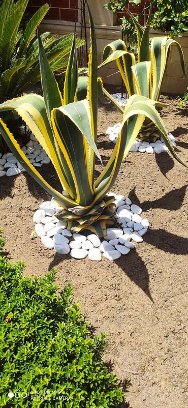 Dekorativ daşlar: Ağ daşlar.Dekorativ Ağ daşlar Təbii daşlardır.kiçik orta və böyük — 22