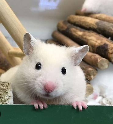 hamster kombat voucher: ПРОДАЮ ДЖУНГАРСКИХ И СИРИЙСКИХ ХОМЯЧКОВ,А ТАК ЖЕ — 10