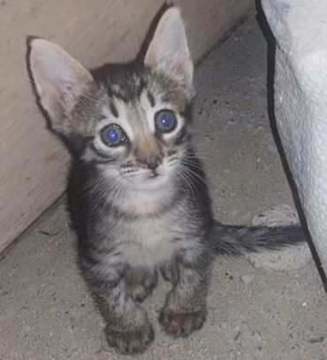 сколько стоит британский котёнок: Erkək, Yaxşı əllərə, Pulsuz çatdırılma