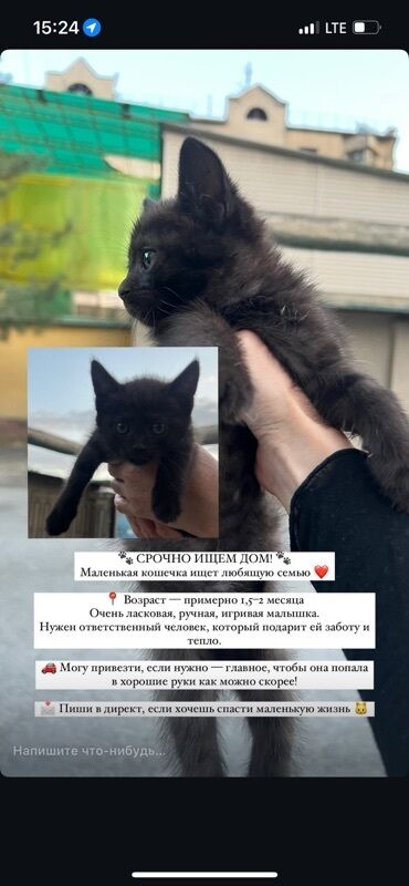 цыплята простые: Беспородная, 1 месяц, Девочка, Черный, Метис