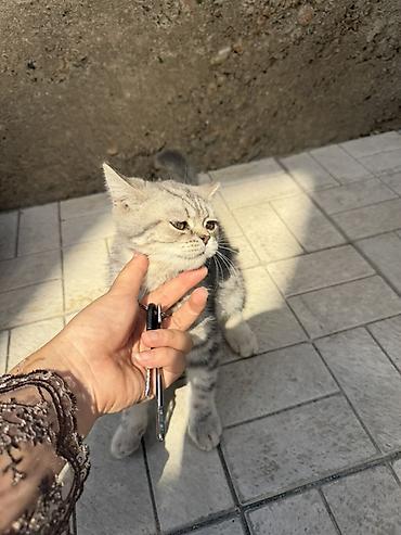 Мышыктар: Котенок, Чистокровный скоттиш страйт окрас серебристая шиншилла — 1