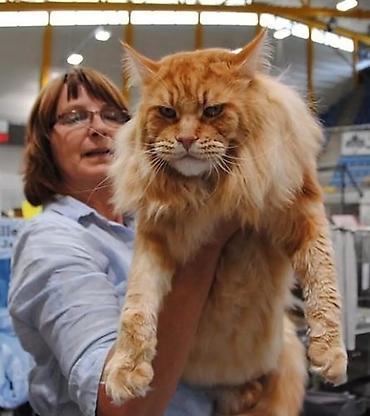 черный мейн кун: 🐾 Продаются котята мейн-кун — мальчики с характером В помёте всего 3 — 7