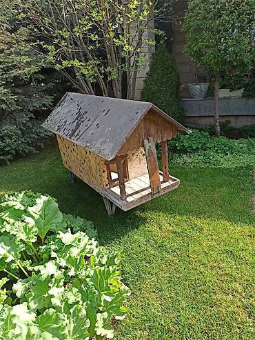 Куры, петухи: Продаю | Куры | Несушки — 3