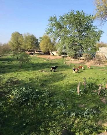 buzovnada torpaq: 1500 sot, Kənd təsərrüfatı, Mülkiyyətçi, Kupça (Çıxarış) — 1