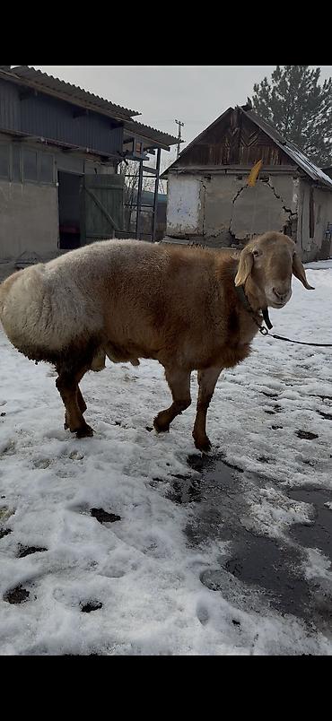 Баран, овца: Продаю | Баран (самец) | Арашан | Для разведения | Осеменитель — 7