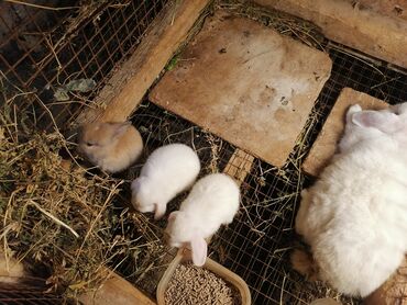 dovşan satılır: Holland lop cınsıdır balalar 23 gunlukdur