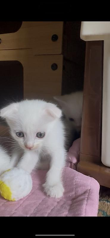 котята сибирской кошки купить: Белоснежные котята с короткой шерстью и ярко‑голубыми глазами. Ушки — 1